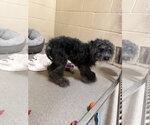 Small Photo #7 Poodle (Miniature) Puppy For Sale in Sanford, FL, USA