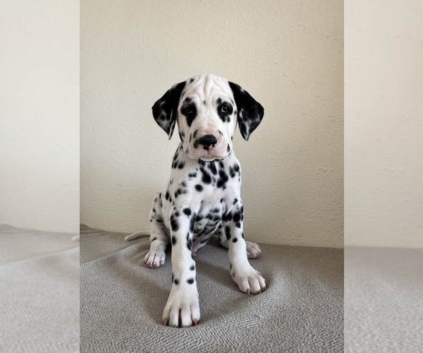 Medium Photo #1 Dalmatian Puppy For Sale in DENVER, CO, USA