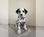 Small Dalmatian