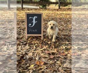 Labrador Retriever Puppy for sale in MAYSVILLE, GA, USA