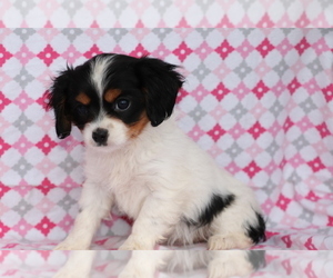 Cavalier King Charles Spaniel-Mutt Mix Puppy for sale in SHILOH, OH, USA