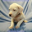 Small Photo #114 Dogo Argentino Puppy For Sale in JANE, MO, USA