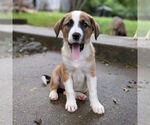 Small #2 Australian Shepherd Mix
