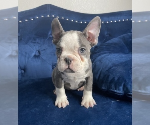 Medium Photo #9 French Bulldog Puppy For Sale in CHARLOTTESVILLE, VA, USA