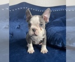 Small Photo #9 French Bulldog Puppy For Sale in CHARLOTTESVILLE, VA, USA