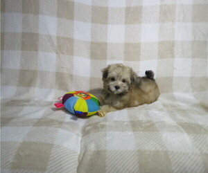 Morkie Puppy for Sale in COOKEVILLE, Tennessee USA