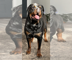 Small #5 Rottweiler