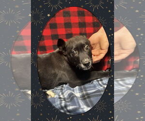 Shepradors Dogs for adoption in Aurora, IN, USA