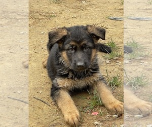 German Shepherd Dog Puppy for Sale in S WILLINGTON, Connecticut USA