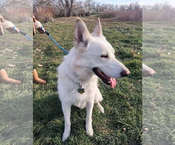 Medium Photo #4 German Shepherd Dog-Unknown Mix Puppy For Sale in Sandy, UT, USA
