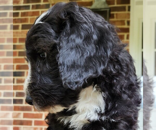 Medium Photo #8 F2 Aussiedoodle Puppy For Sale in COLUMBIA, TN, USA