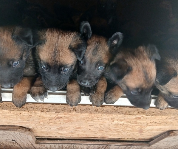 Medium Photo #2 Belgian Malinois Puppy For Sale in OXNARD, CA, USA