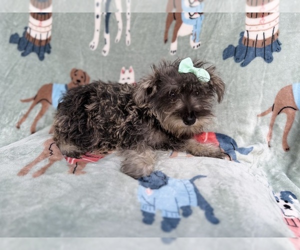 Medium Photo #5 Schnauzer (Miniature) Puppy For Sale in LAKELAND, FL, USA