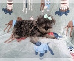 Small #4 Schnauzer (Miniature)