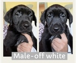 Puppy Puppy 4 White Labrador Retriever