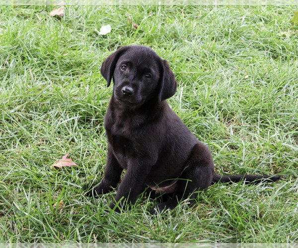 Medium Photo #5 Labrador Retriever Puppy For Sale in SYRACUSE, IN, USA