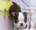 Puppy 3 Boston Terrier