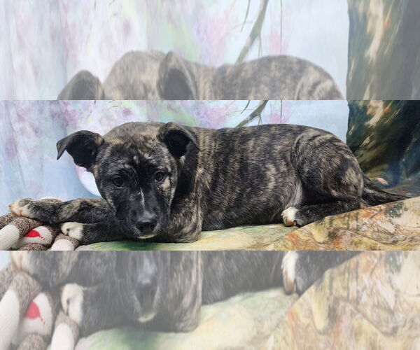 Medium Photo #4 American Pit Bull Terrier-Unknown Mix Puppy For Sale in Wetumpka, AL, USA