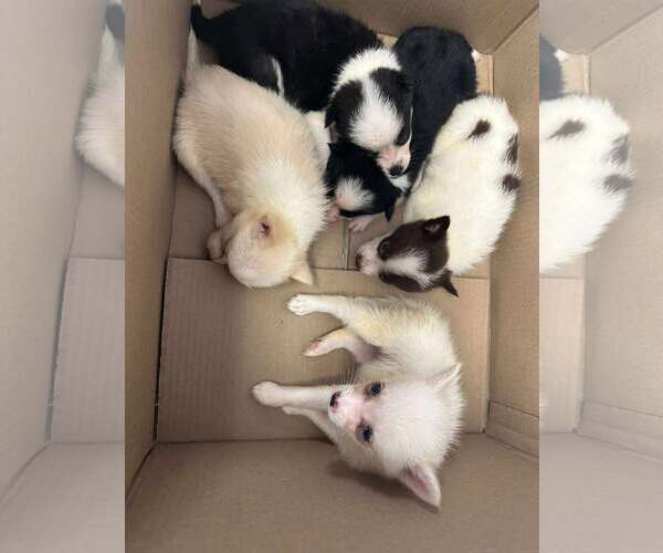 Medium Photo #5 Pomimo Puppy For Sale in Princeton, MN, USA
