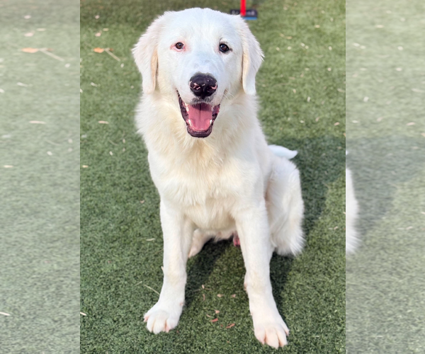 Medium Photo #2 Great Pyrenees Puppy For Sale in Croydon, NH, USA