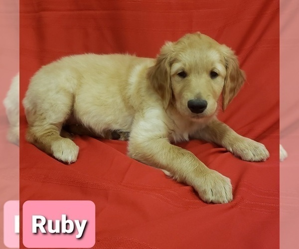 Medium Photo #1 Golden Retriever Puppy For Sale in CUB RUN, KY, USA
