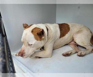 American Pit Bull Terrier Dogs for adoption in Houston, TX, USA