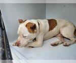 Small American Pit Bull Terrier