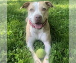 Small #3 American Staffordshire Terrier