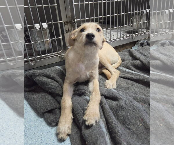 Medium Photo #1 Mutt Puppy For Sale in El Centro, CA, USA