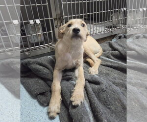 Mutt Dogs for adoption in El Centro, CA, USA