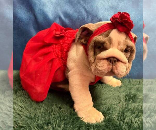 Medium Photo #3 English Bulldog Puppy For Sale in CENTERTON, AR, USA