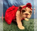 Illy - Female English Bulldog Puppy for Sale - Photo #3