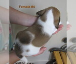 Small Photo #2 Beagle Puppy For Sale in MORRILL, KS, USA