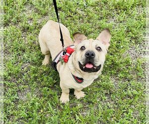 Chinese Shar-Pei Dogs for adoption in Royal Palm Beach, FL, USA