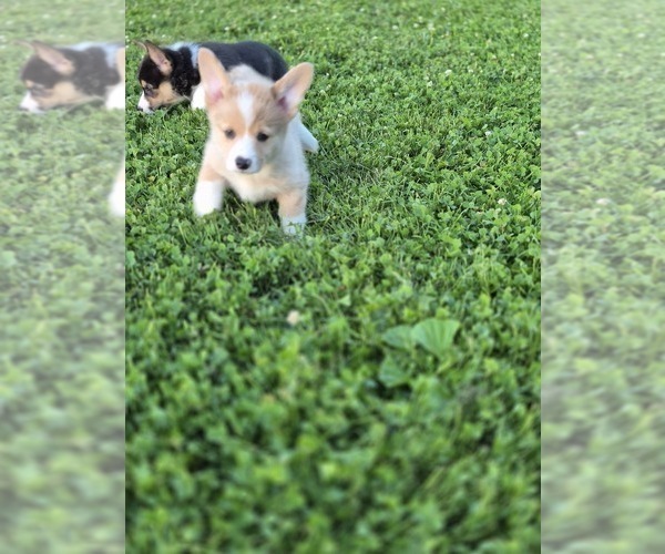 Medium Photo #4 Pembroke Welsh Corgi Puppy For Sale in WINFIELD, PA, USA