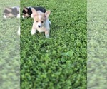Small #3 Pembroke Welsh Corgi