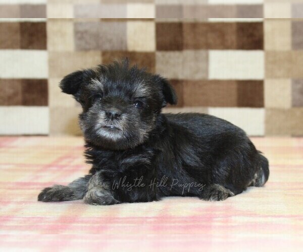 Medium Photo #1 Schnauzer (Miniature) Puppy For Sale in DENVER, PA, USA