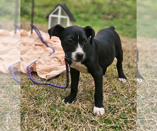 Medium Photo #3 Boston Huahua Puppy For Sale in Wakefield, RI, USA