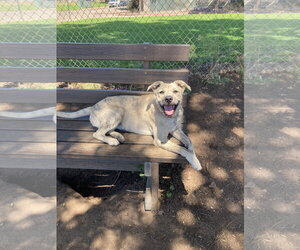 Happy - Female Mutt Dog for Adoption - Photo #16