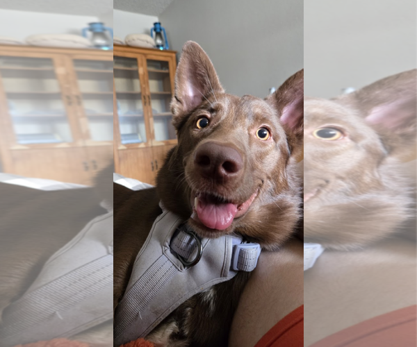 Medium Photo #5 Australian Kelpie-Unknown Mix Puppy For Sale in Chandler, AZ, USA