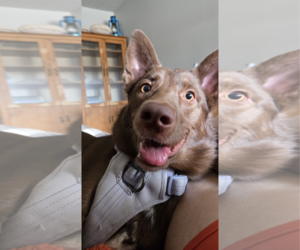 RIVER #3 - Female Australian Kelpie-Unknown Mix Dog for Adoption - Photo #5