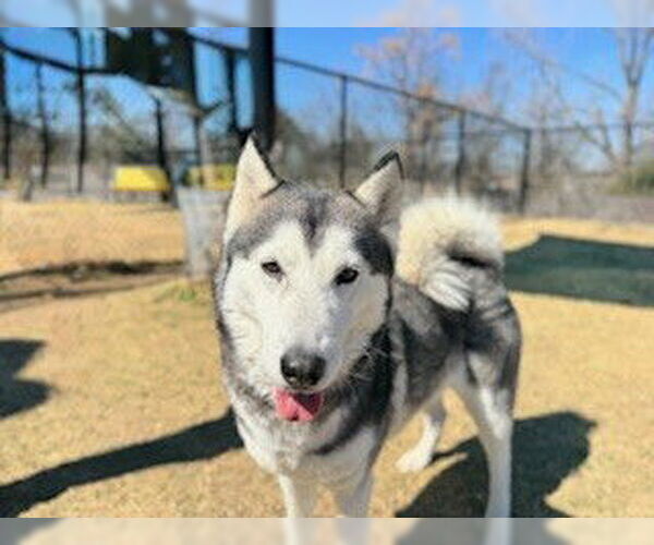 Medium Photo #3 Siberian Husky Puppy For Sale in Temple, TX, USA