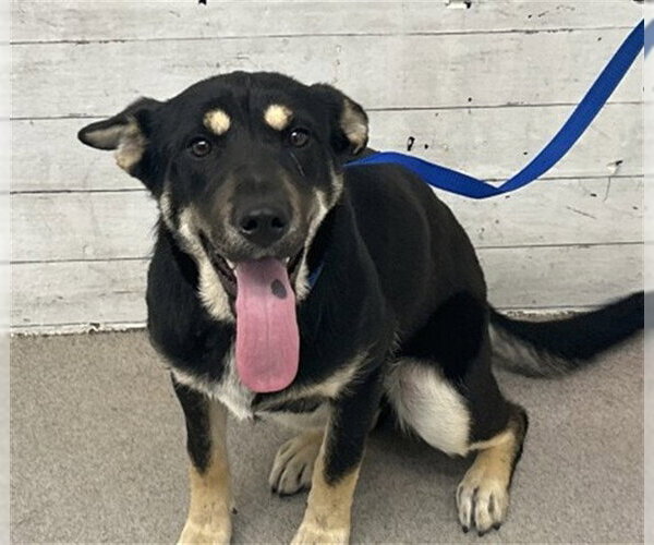 Medium Photo #1 German Shepherd Dog Puppy For Sale in San Bernardino, CA, USA