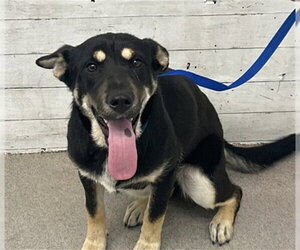 German Shepherd Dog Dogs for adoption in San Bernardino, CA, USA