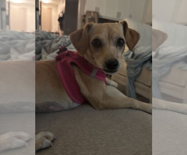 Medium Photo #2 Chihuahua-Unknown Mix Puppy For Sale in Aurora, CO, USA