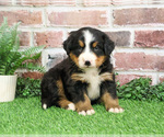 Small #12 Bernese Mountain Dog