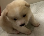Small Photo #22 Shiba Inu Puppy For Sale in ELIZABETH CITY, NC, USA