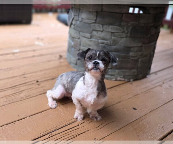 Medium Photo #6 Shih Tzu-Unknown Mix Puppy For Sale in Thomasville, NC, USA