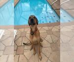 Small #1 Black Mouth Cur Mix