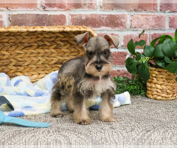 Medium Photo #1 Schnauzer (Miniature) Puppy For Sale in SYRACUSE, IN, USA